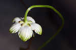 Largeleaf grass of Parnassus